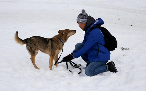 Волонтёры МАИ помогут в социализации собак из приюта